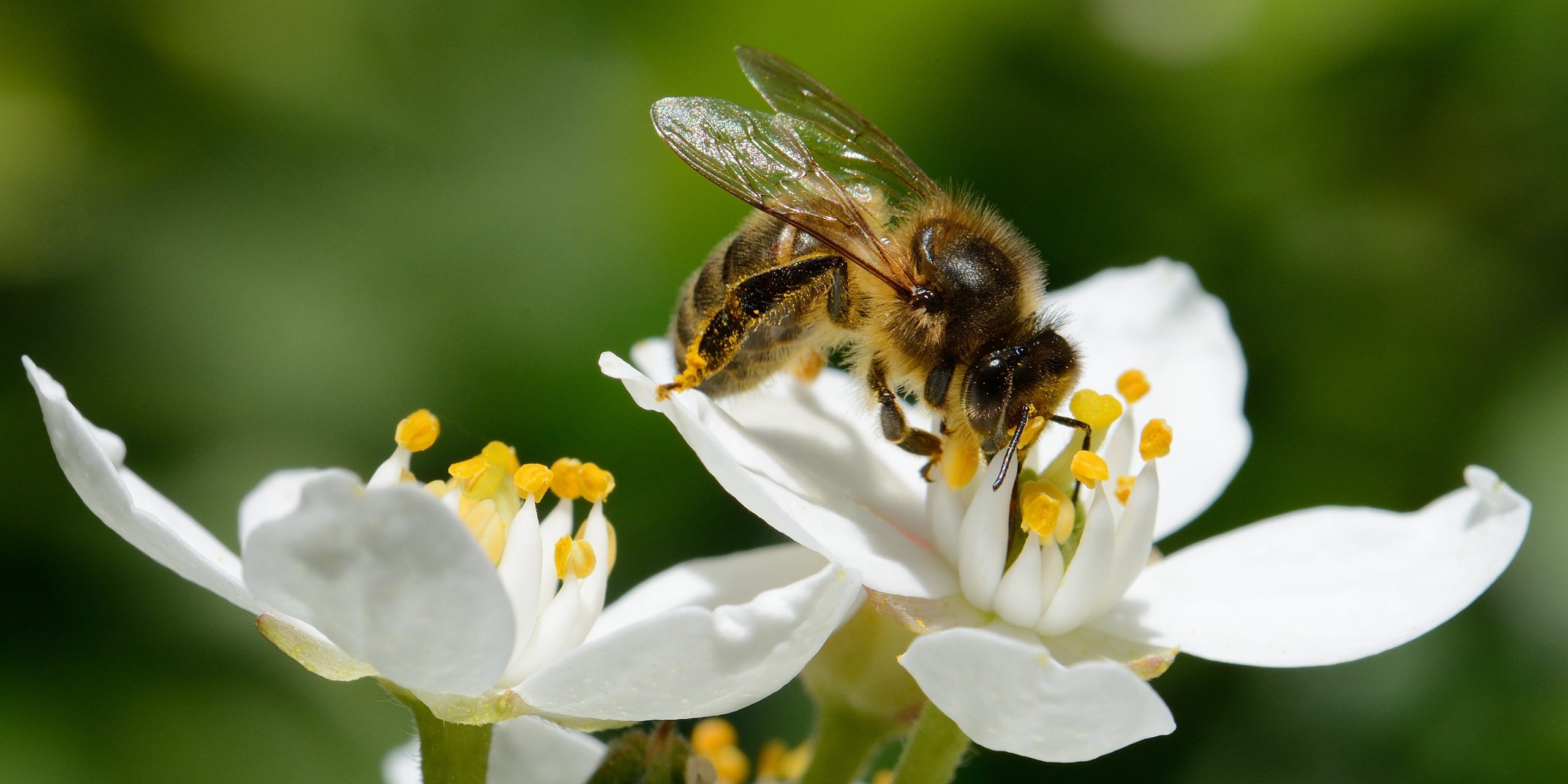 Les abeilles dans le jardin