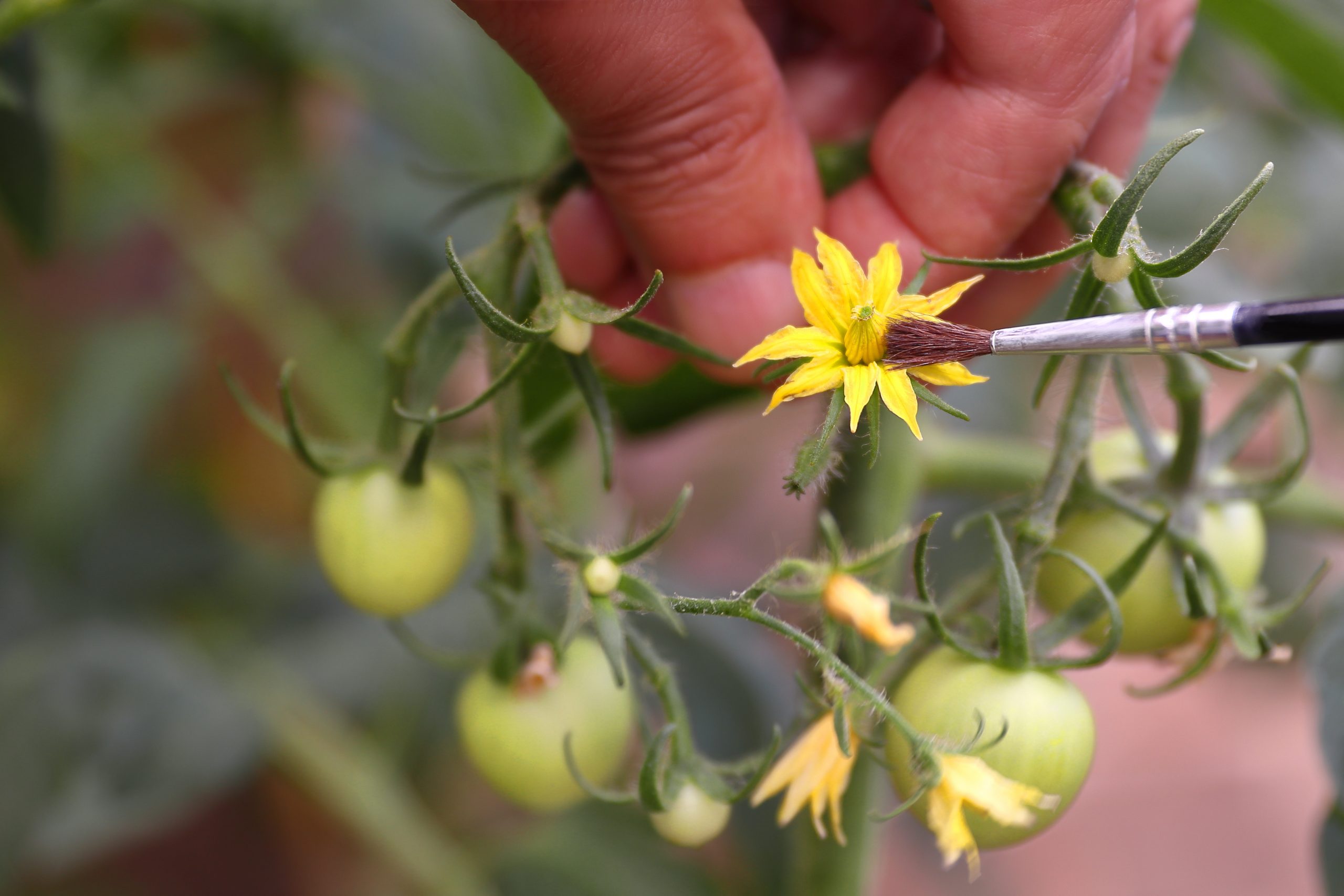 La pollinisation manuelle